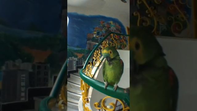 Hostel Pet Friendly - Esther, a papagaia смотреть онлайн