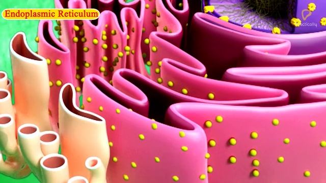 Practically's Concepts - Cell Organelles Endoplasmic Reticulum - #LearnPractically смотреть онлайн