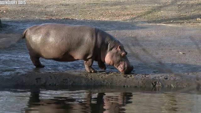 Cara Kawin Hewan Paling Unik Di Dunia ! Jantannya Di Makan Setelah Kawin