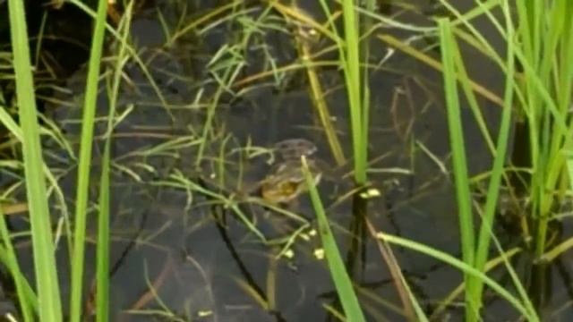 Песни на пруду