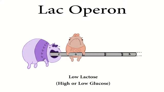 How The Lac Operon Works!