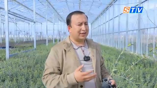 Локализация и селекция оливок и фундука становятся перспективными проектами в Самарканде смотреть онлайн