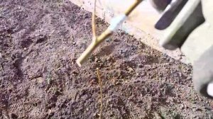 Обрезка саженцев абрикоса при посадке.