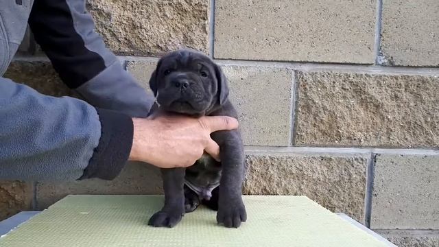 Серый мальчик смотреть онлайн