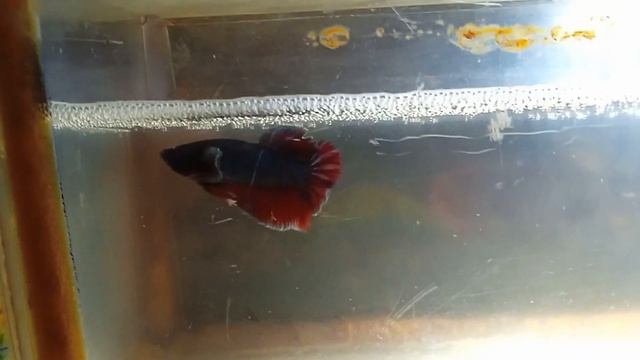 [Шо там] #1 | Скалярія, Даніо, Кардинал, Півень, Zebra Fish, Angel Fish, Betta Fish, Tanichthys