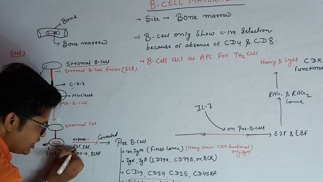 B cell maturation for CSIR NET-JRF by Amit sir смотреть онлайн