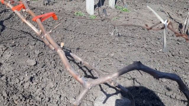 Да, расстояние 1 метр между кустами винограда в ряду смотреть онлайн