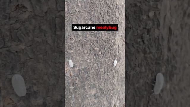 Sugarcane mealybug #animals #biology #chemistry #tutor360 смотреть онлайн