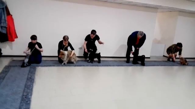 Малыши готовятся к выставке. смотреть онлайн