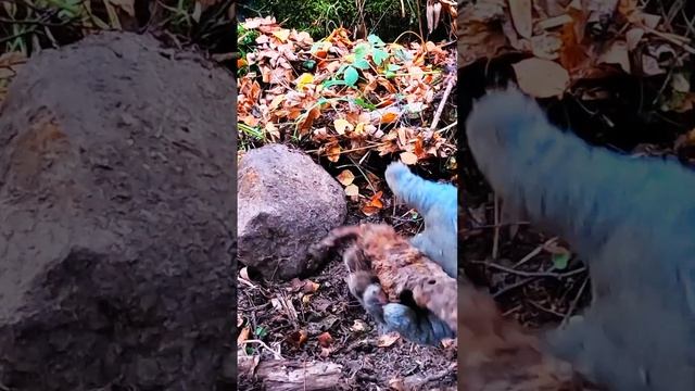 Поиск с металлоискателем, находки смотреть онлайн