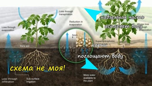 Клематисы: сажаем при +30?.. смотреть онлайн