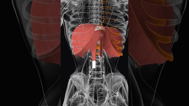 Диафрагма #anatomy #анатомия