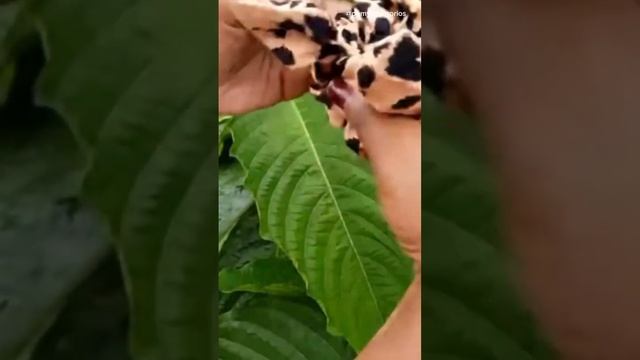 #lojavirtual #cabeludobras #hairstyle #penteados #lojista #hair #haircuttingstyle #cabeludo #haircu