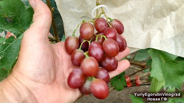 🍇 Для ЭТОЙ НОВОЙ ГИБРИДНОЙ ФОРМЫ точно НАЙДУ место на винограднике! Селекция от Егорутина.