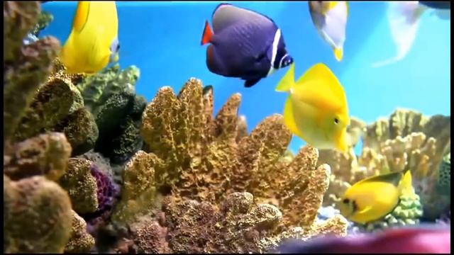 New England Aquarium Anthology - November 10, 2012 (Revised) смотреть онлайн