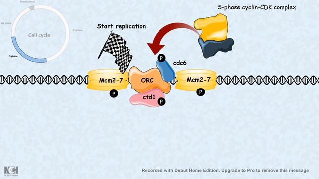Replication regulation by cyclins: why replication takes place only one time in one cell cycle? смотреть онлайн