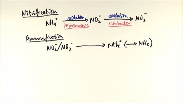 A2 Biology - Reactions in the nitrogen cycle (OCR A Chapter 23.3) смотреть онлайн