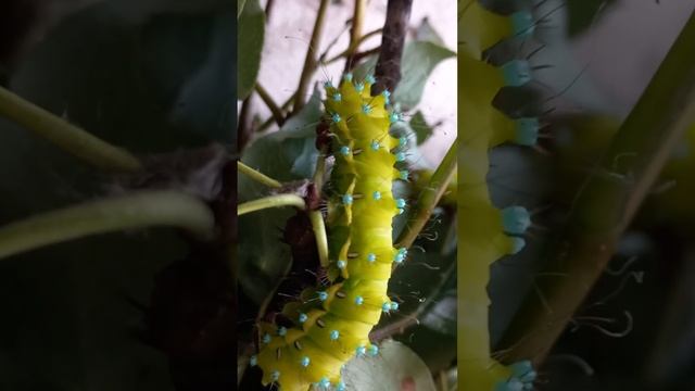 КАК РАСТУТ🦋 И ЧЕМ ОПАСНЫ ГУСЕНИЦЫ🐛 БАБОЧКИ 🦋САТУРНИИ, НОЧНОГО ПАВЛИНЬЕГО ГЛАЗА? Saturnia pyri. смотреть онлайн