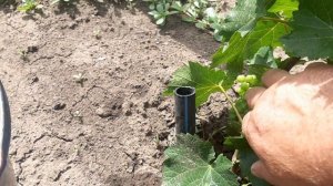 Главная подкормка молодых саженцев винограда