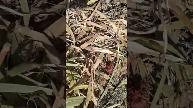 Детеныш ящерицы