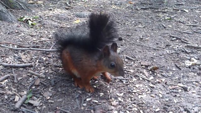 Белка ест семечки смотреть онлайн