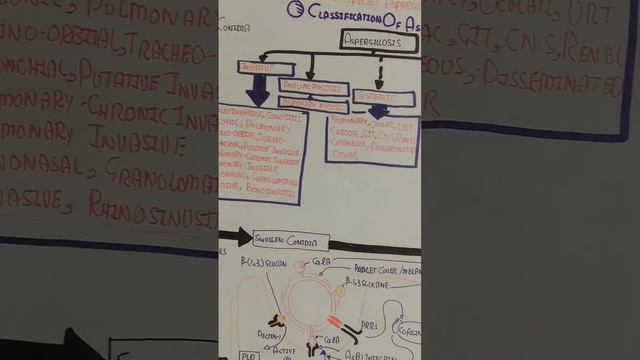 Aspergillosis Pathophysiology Mechanism @umerfarooqbiology7083 смотреть онлайн