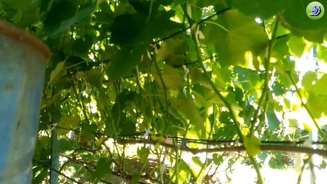 Огород на 17 июля после длительной жары