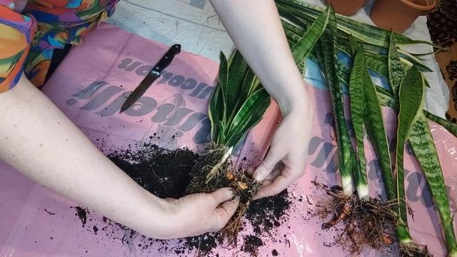 Деление и пересадка сансевиерии Лауренти #сансевиерия #sansevieria #сансы