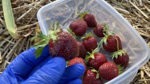 Полный Обзор🍓клубники Мальвина поздний урожайный сорт//Купить саженцы клубники Мальвина поздний сор