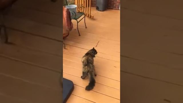 Lucy with Cerebellar Hypoplasia смотреть онлайн