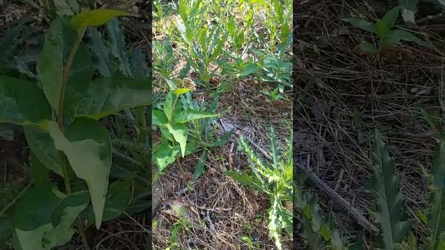 Four-leaved Milkweed #themilkweedman #fourleavedmilkweed #asclepiasquadrifolia #milkweedformonarchs