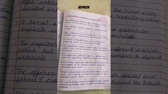 Structure Of Nephron