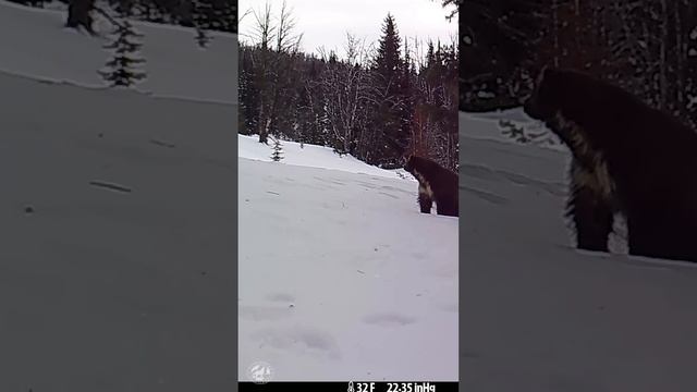 Protections For Wolverines! #news #wolverines #conservation