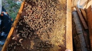 Бензалкония бромид,для пчёл. Применение.