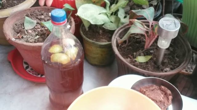 How to make bio enzyme at Home || Marigold bio enzymes смотреть онлайн