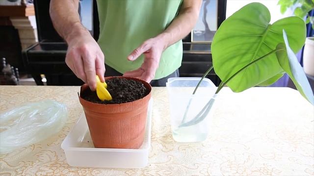 Посадка черенка монстеры. Размножение монстеры почками смотреть онлайн