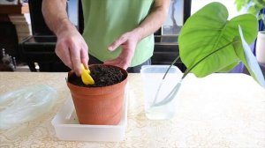 Посадка черенка монстеры. Размножение монстеры почками