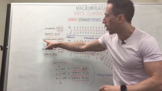 Fatty Acids, Glycerol, And Lipids | Biochemistry