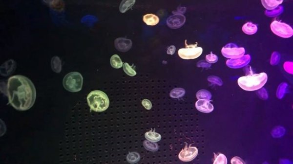 МЕДУЗЫ | МУЗЕЙ МЕДУЗ