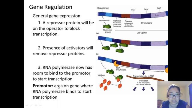 Gene Regulation Cam смотреть онлайн