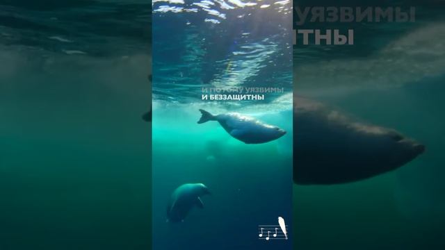 БЕЛЫЕ и ПУШИСТЫЕ