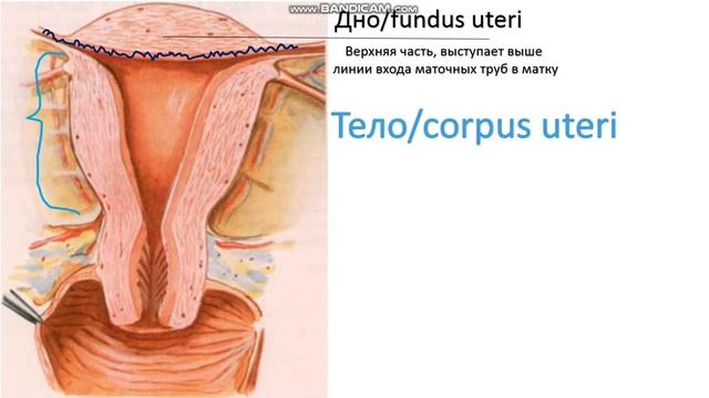 Анатомия матки