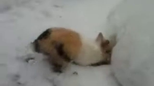 Декоративный кролик на снегу.