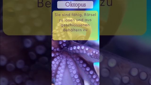 Kommentiere, wie viele du richtig hattest! #quiz #tierquiz смотреть онлайн