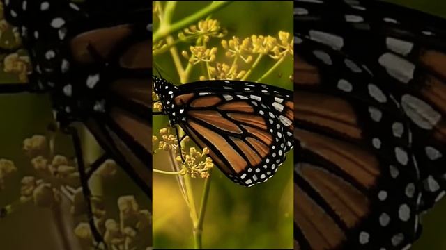 Monarch Butterfly 🦋 - Матыль Манарх - Danaus Plexippus #wildlife #nature
