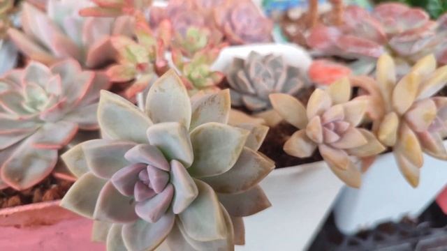 Sukulentleri kontrol edelim смотреть онлайн