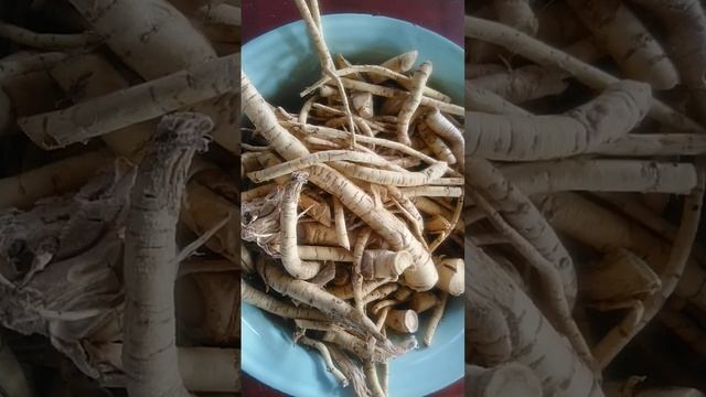 Marsh Mallow harvest - Autumn 2023 смотреть онлайн