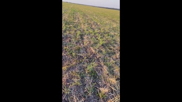 Гербицидная обработка против ВЬЮНКА смотреть онлайн