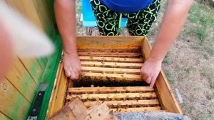 Пчеломатки Карника 2023