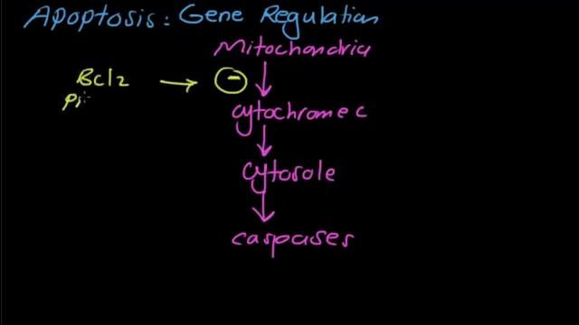 Usmle step 1-general pathology-apoptosis смотреть онлайн